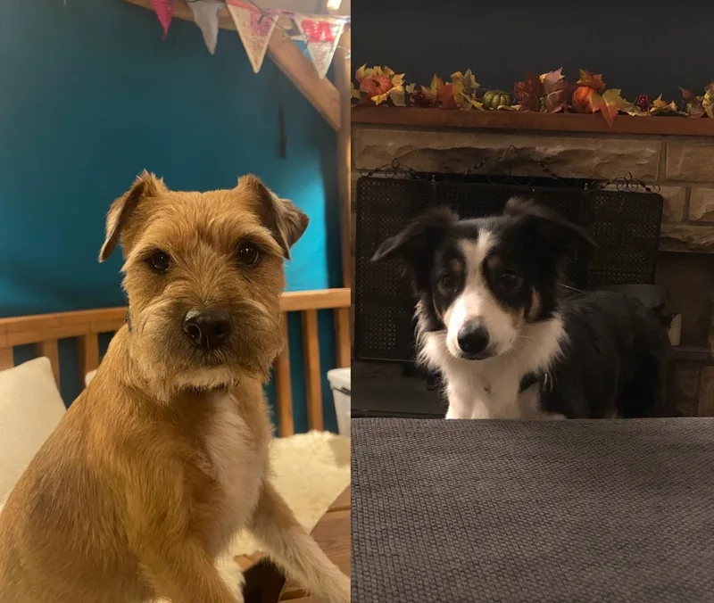 Scooby and Ban, our Chief Barketing Officers